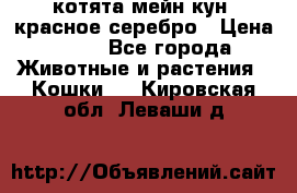 котята мейн кун, красное серебро › Цена ­ 30 - Все города Животные и растения » Кошки   . Кировская обл.,Леваши д.